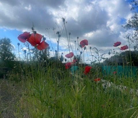 Cloudy sunny sky with poppies growing in foreground